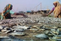  বাংলাদেশে ক্যান্সারের ঝুঁকি বাড়ছে শুঁটকি ও গরুর মাংসে