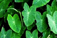 কচু শাক শুধু দৃষ্টিশক্তি বাড়ায় না, কমায় হৃদরোগ-ডায়াবেটিসের ঝুঁকিও