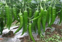 ক্যানসার ছাড়াও বহু রোগের ওষুধ হিসেবে কাঁচা মরিচ খেতে পারেন