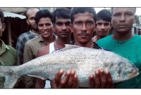 যে কারণে রাজা ইলিশটির দাম ১০ হাজার ৩০০ টাকা!
