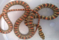 সিনেমায় দেখা কালনাগিনী সাপ এবার বাস্তবে পাওয়া গেল শ্রীমঙ্গলে মেয়রের বাসার প্রাচীরে