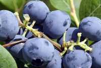 'ব্লুবেরি' অসাধারণ গুণের এক ফল! যে খাবার খেলে ভালো থাকবে পুরুষের শরীর