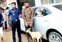প্রাইভেটকারে ছাগল চুরি করতে গিয়ে জনতার হাতে ধরা