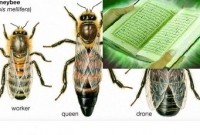 কোরানের যে জিনিসটা আমাকে সবচেয়ে বেশি ইমপ্রেসড করে সেটি হলো 'মৌমাছি' সংক্রান্ত আয়াতগুলি