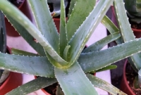 একটা অ্যালোভেরা গাছ পাল্টে দিতে পারে আপনার জীবন!