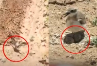 ছোট্ট মা পাখিটি তার ডিম বাঁচাতে ট্রাক্টর থামিয়ে দিল!