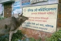 ফেসবুকে ঝড় তুলছে হবিগঞ্জের শিক্ষিত গরু!