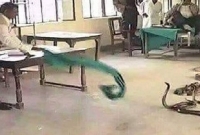 ঘুষ চাওয়ায় ক্ষিপ্ত হয়ে অফিসে ৪০টি সাপ ছেড়ে দিল কৃষক!