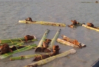 কলা গাছের গুঁড়িতে বেঁধে বাংলাদেশে গরু পাচার! গ্রেপ্তার ৩