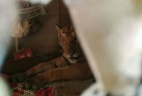 বন্যায় ডুবে গেছে জঙ্গল, লোকালয়ে ঢুকে ঘরের বিছানায় শুয়ে থাকল বাঘ