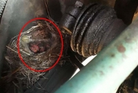 ট্রাকের ইঞ্জিনে পাখির বাসা, ডিম ফোটার অপেক্ষায় দেড় মাস ট্রাক চালাননি চালক