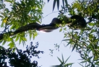 গাছের ওপর অবস্থান নিয়েছে ২০ ফুট লম্বা সাপ, পুলিশ মোতায়েন