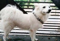 পোষা কুকুরের গু'লিতে বৃদ্ধা আহ'ত! পোষা কুকুরের গু'লিতে বৃদ্ধা আহ'ত!