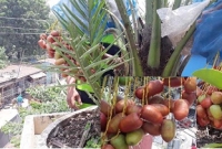 বাড়ির ছাদে সৌদি আরবের খেজুর চাষে সফলতা, ঝুলছে থোকায় থোকায় খেজুর