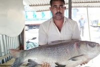 ২৭ কেজি ২০০ গ্রাম ওজনের এক কাতলার দাম ৪৯ হাজার টাকা!