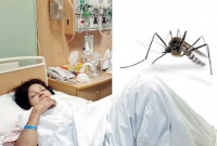 সিঙ্গাপুরে যেসব পরিবার ডেঙ্গু বংশবিস্তারে দায়ী তাদের বিরুদ্ধে ব্যবস্থা