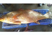 ৯ লাখ টাকা দাম উঠলো সোনালী বর্ণের এই মাছটির ৯ লাখ টাকা দাম উঠলো সোনালী বর্ণের এই মাছটির