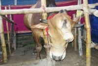  দুই মাথা, চার শিং ও তিন চোখের রাজাকে দেখতেই ফি দিতে হয় ১০ টাকা!