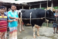 নাম তার টাইগার, দাম উঠলো ৩০ লাখ টাকা!