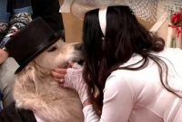 ২২১ বার  প্রেমে ব্যর্থ হয়ে পোষা কুকুরকে বিয়ে! ২২১ বার  প্রেমে ব্যর্থ হয়ে পোষা কুকুরকে বিয়ে!