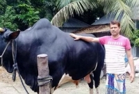 খুবই শান্তশিষ্ট কোরবানির হাটের হিরো টাঙ্গাইলের খোকা বাবু
