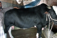 কালো বাহাদুরের দাম ১৫ লাখ, ওজন ২৫ মণ