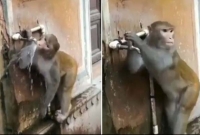 পানি সংকট নিয়ে মানুষের চেয়েও সাবধানী বাঁনর, পানি খেয়েই বন্ধ করে দিল পানির কল!