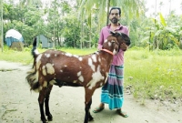 ১২৮ কেজির এই ছাগলের দাম ৩ লাখ টাকা!