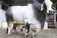  ‘বস’কে রেকর্ড দাম ৩৭ লাখ টাকায় কিনলেন মেয়র আতিকুলের ভাতিজা