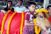 দীর্ঘায়ু কামনা করে শেখ হাসিনার নামে গরু কোরবানি দেবেন কৃষক