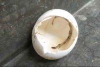 কিনেছিলেন মুরগির ডিম, অমলেট বানাতে গিয়ে বেরুলো সাপ!