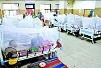 পেঁপে পাতার রস খেয়ে ৭ ডেঙ্গু রোগী পুরোপুরি সুস্থ!