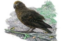 আস্ত ভেড়া খেত তিন ফুটের এই টিয়া! আস্ত ভেড়া খেত তিন ফুটের এই টিয়া!