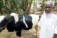 ১০ বছর যাবত প্রধানমন্ত্রী শেখ হাসিনার নামে পশু কোরবানি দিচ্ছেন জাবেদ আলী