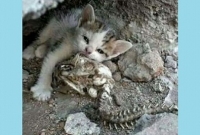 মায়ের কঙ্কাল জড়িয়ে ধরে তিন মাস ধরে কাঁদছে একটি বিড়ালছানা!