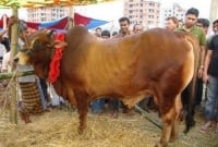৩০০ টাকা কেজি দরে বিক্রি হচ্ছে কোরবানির গরু