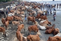 আজ এই মূহুর্তে হুট করেই গবাদী পশুর ঢল!