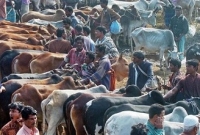 রাজধানীতে আজ লোকসানে গরু বিক্রি, বিক্রেতাদের মাথায় হাত!