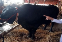 ২০ লাখ টাকা দামের কালা মানিকের দাম কেউ ৩ লাখও বলছে না!