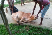 গরু জবাইয়ের সময় চাপাতি ছুটে গিয়ে পেটে ঢুকে প্রাণ গেল শিশুর