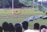 কোরবানির সময় ছুটে গিয়ে ক্ষিপ্ত মহিষের গুঁতোতে আহত ১২, ধরতে না পেরে পুলিশের গুলি