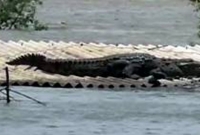 বন্যায় ডুবে যাওয়া বাড়ির ছাদে আশ্রয় নিল কুমির!