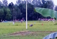 সেই মহিষটিকে নিবৃত্ত করতে পারেনি পুলিশ, ঢাকা থেকে যাচ্ছে টিম