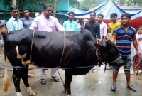 ১১ বছর ধরে বঙ্গবন্ধু-প্রধানমন্ত্রীর নামে নিজ গ্রামে গরু কোরবানি দেন তিনি