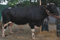 অবশেষে নিজ বাড়িতে ফেরত গেল ‘রাজাবাবু’