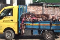  সাভার ট্যানারিতে ট্রাকে ট্রাকে ঢুকছে কাঁচা চামড়া, কোথায় থেকে আসছে কেউ জানে না 