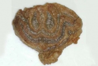 প্রবাসীর কোরবানির মাংসে আরবি হরফে লেখা 'আল্লাহু'!