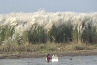 প্রেমের ফাঁদে ফেলে কাশবনে নিয়ে গিয়ে স্কুলছাত্রীকে ধ'র্ষণ!