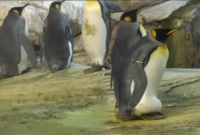 ডিম ভেবে পাথরে তা দিচ্ছে পেঙ্গুইন জুটি, অতঃপর যা ঘটলো..