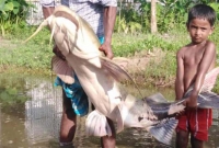 জালে ধরা পরলো ৪২ কেজি ওজনের বাঘআইড়